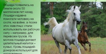 Сообщение о лошадях 3 класс